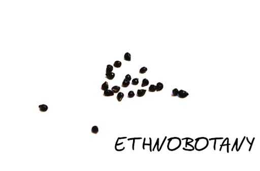 Epithelantha micromeris — изображение 2