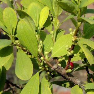 Erythroxylum var. coca