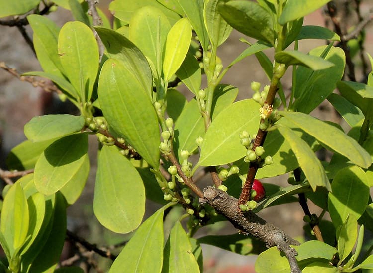 Erythroxylum var. coca