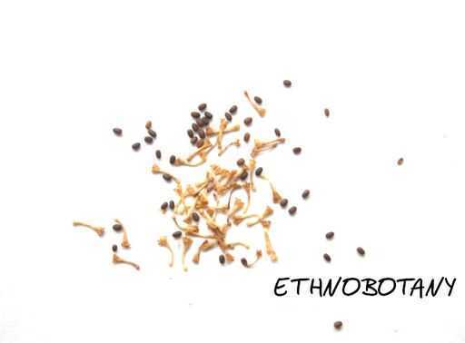 Helichrysum odoratissimum — изображение 2