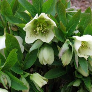 Helleborus caucasicus