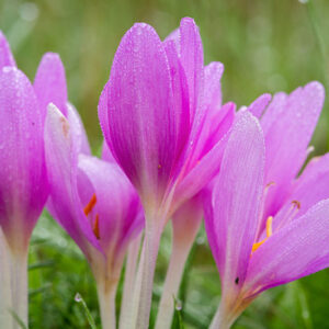 Colchicum autumnale