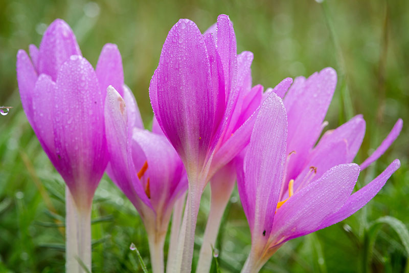 Colchicum autumnale