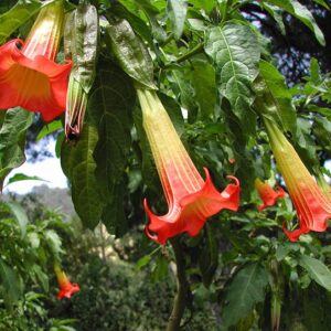 Brugmansia sanguinea