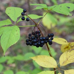 Eleutherococcus senticosus