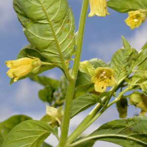 Atropa belladonna var. lutea