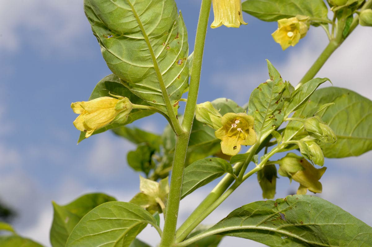 Atropa belladonna var. lutea