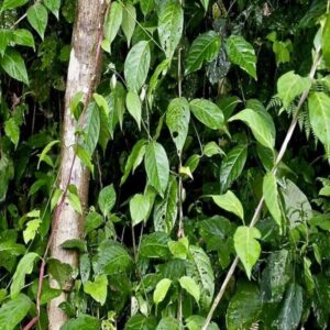 Banisteriopsis caapi