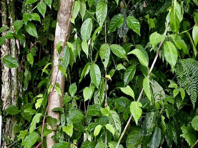 Banisteriopsis caapi