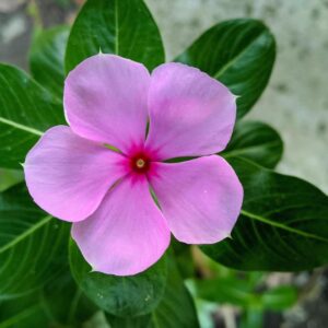 Catharanthus roseus