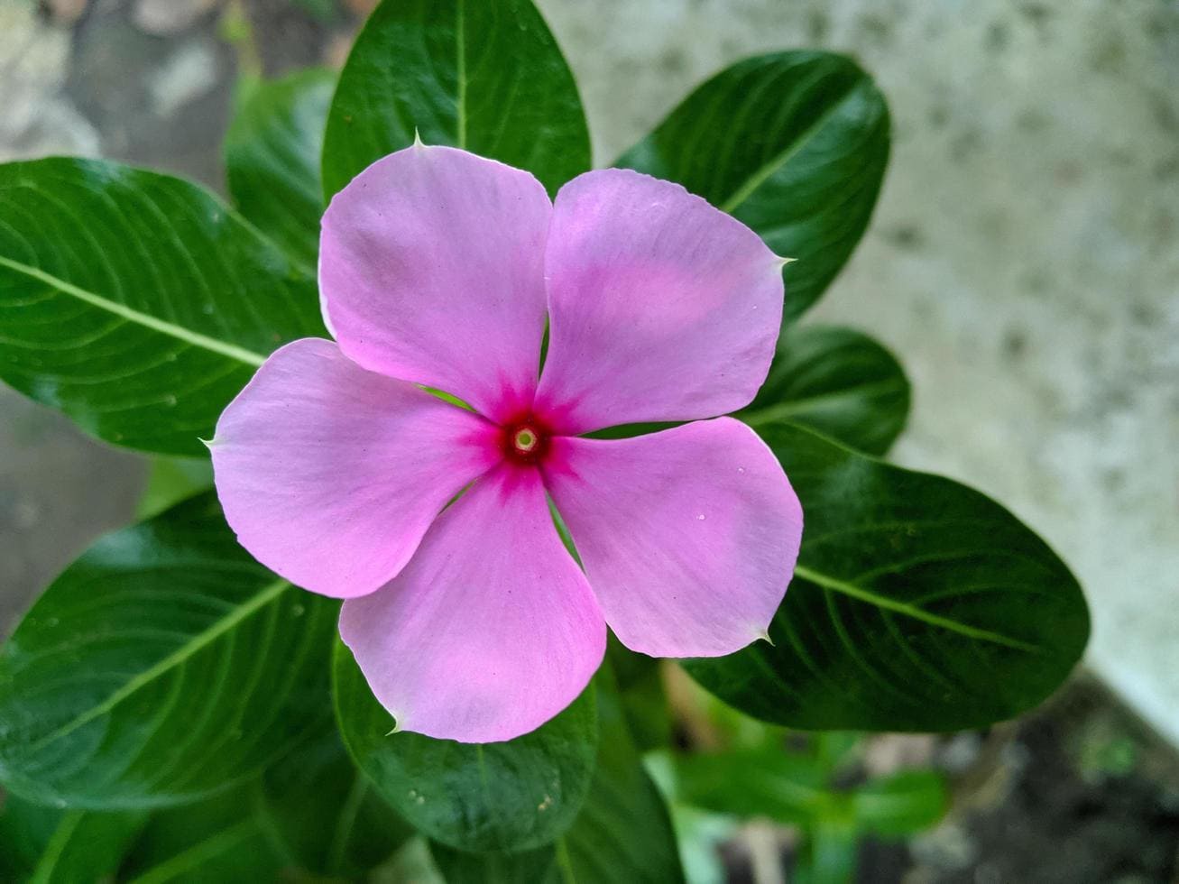 Catharanthus roseus