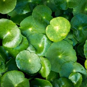 Centella asiatica