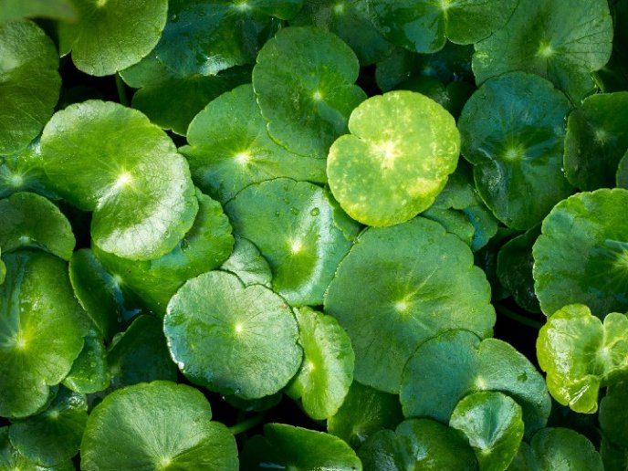 Centella asiatica — изображение 2