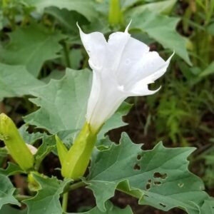 Datura stramonium