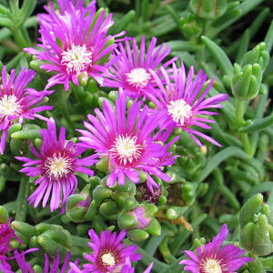 Delosperma cooperii