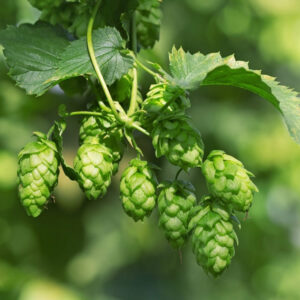 Humulus lupulus