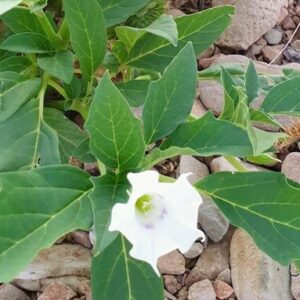 Datura leichhardtii