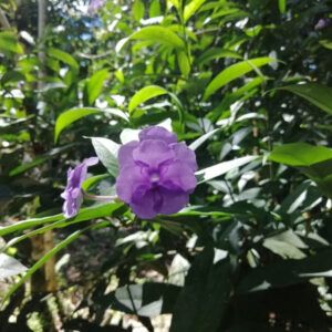 Brunfelsia grandiflora