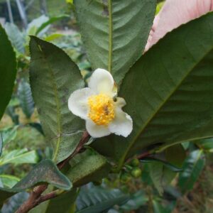 Camellia sinensis