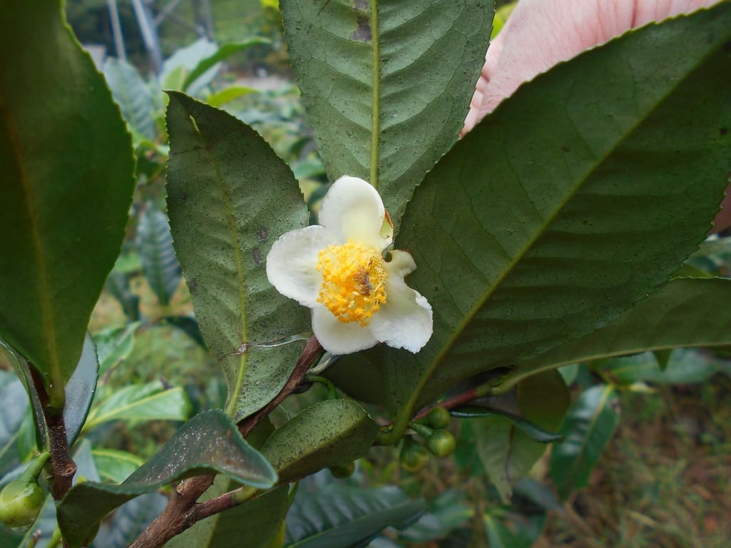Camellia sinensis