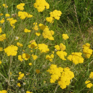 Helichrysum odoratissimum