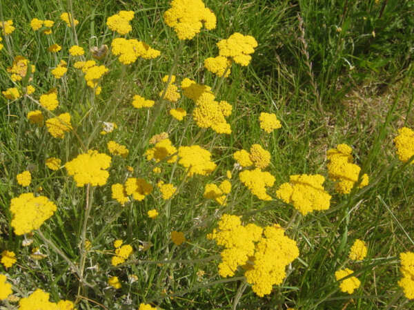 Helichrysum odoratissimum