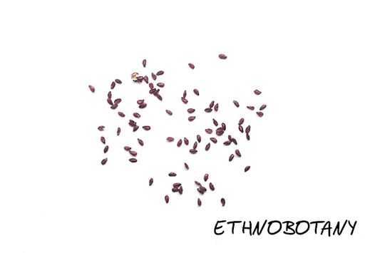 Coryphantha compacta — изображение 2