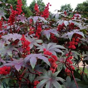 Ricinus communis