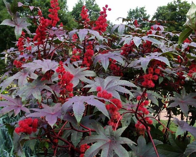 Ricinus communis