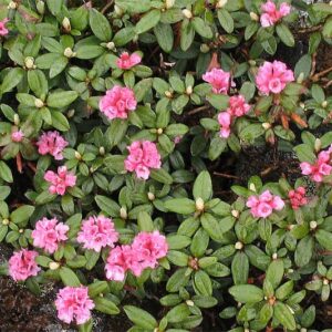 Rhododendron adamsii