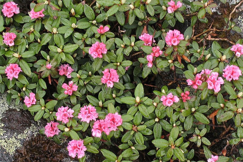 Rhododendron adamsii