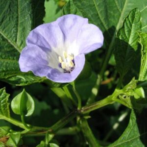 Nicandra physoloides