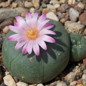 Lophophora williamsii