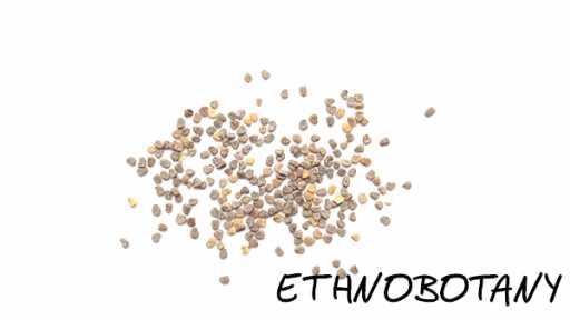 Hyoscyamus albus — изображение 2