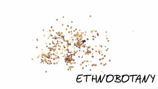 Hyoscyamus aureus — изображение 2