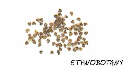 Sida cordifolia — изображение 2