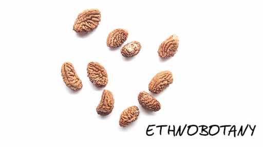 Tabernanthe iboga — изображение 2