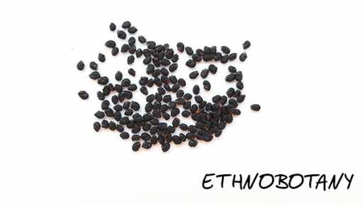 Trichocereus bridgesii — изображение 2