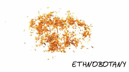 Rhododendron adamsii — изображение 2