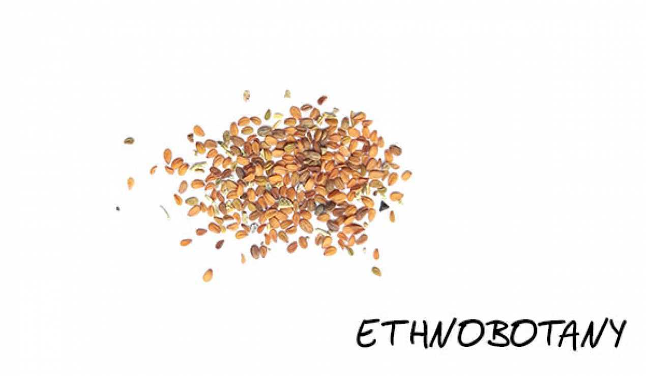 Lepidium meyenii — изображение 2