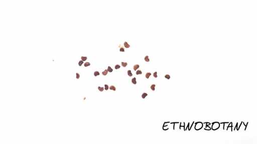 Sceletium tortuosum — изображение 2