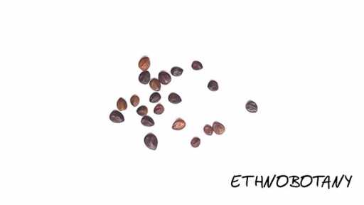 Mimosa hostilis — изображение 2