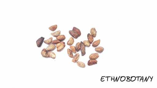 Voacanga africana — изображение 2