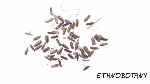 Leonotis leonorus — изображение 2