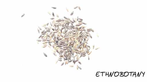 Phalaris aquatica — изображение 2