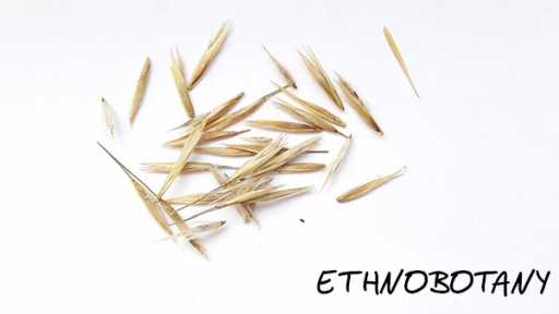 Phragmites australis — изображение 2