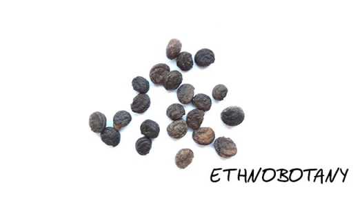 Panax ginseng — изображение 2