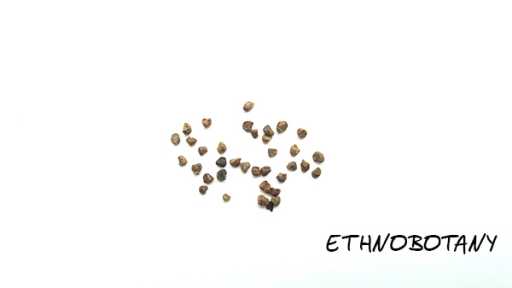 Latua pubiflora — изображение 2