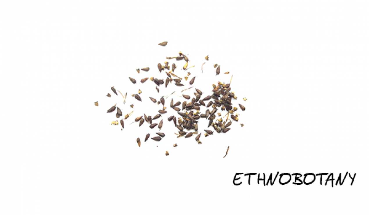 Leptocarpha rivularis — изображение 2