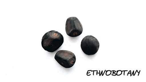 Merremia tuberosa — изображение 2